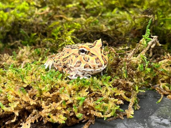 Coffee Pacman Frog