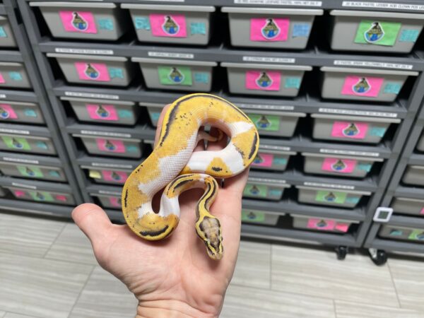 Pastel Yellowbelly Desert Ghost Pied - Image 3