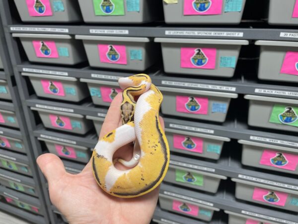 Pastel Yellowbelly Desert Ghost Pied - Image 2