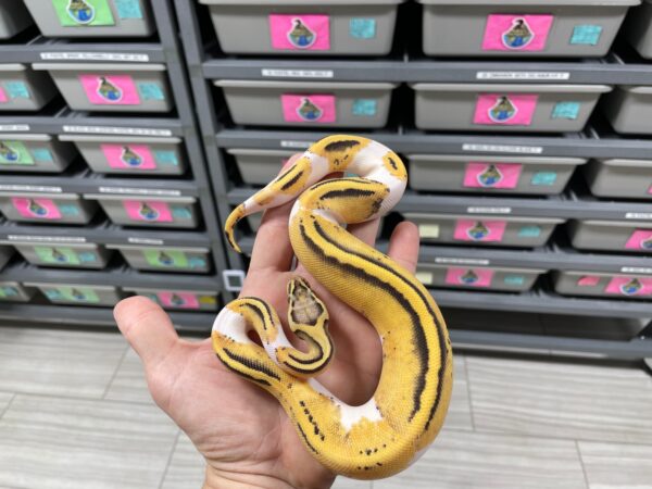 Pastel Yellowbelly Desert Ghost Pied