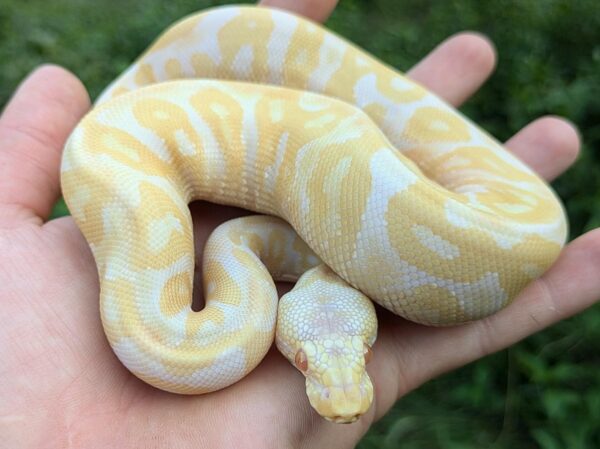 Albino Leopard Ball Python - Image 4
