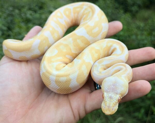 Albino Leopard Ball Python - Image 3