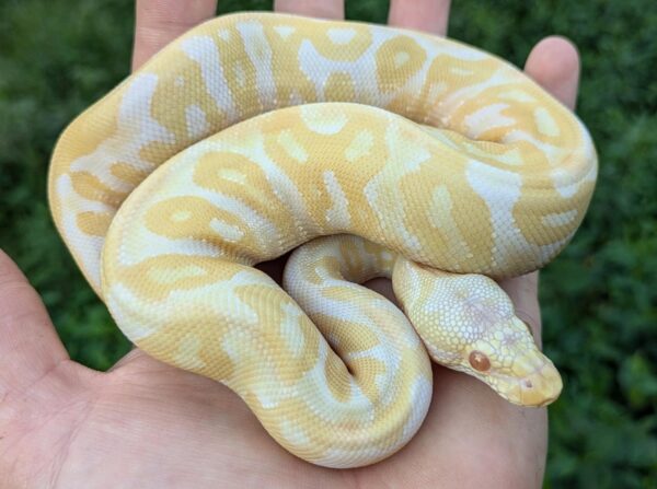 Albino Leopard Ball Python
