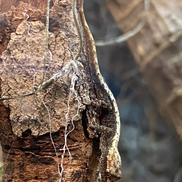 Mourning geckos - Image 2
