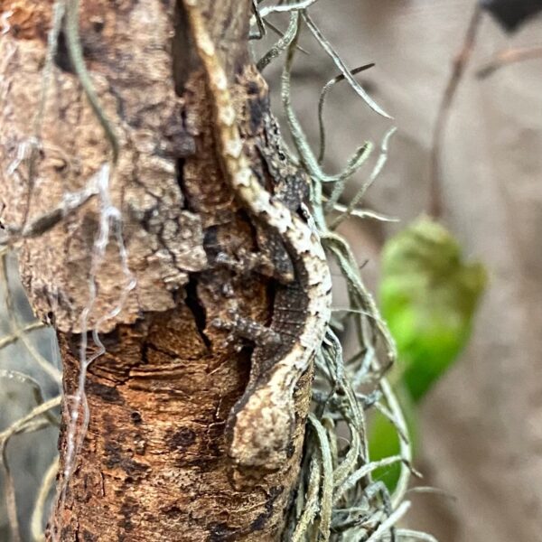 Mourning geckos