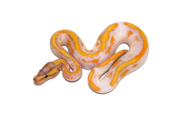 Hi-Intensity ODYB Banana Enchi Pied