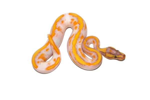 Hi-Intensity ODYB Banana Enchi Pied - Image 3