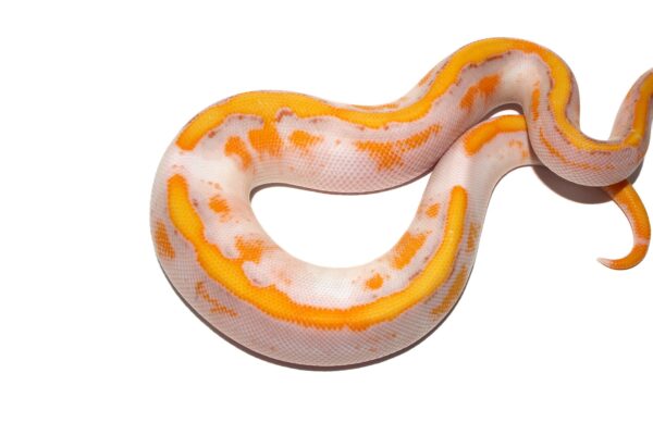 Hi-Intensity ODYB Banana Enchi Pied - Image 2