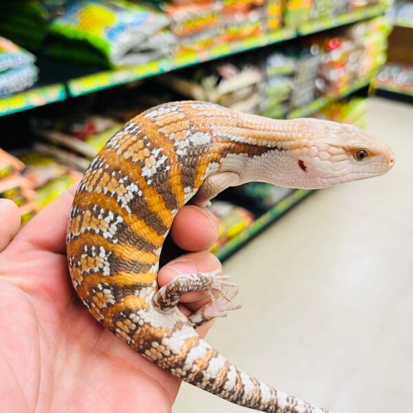 Magma Blue Tongue Skink - Image 3
