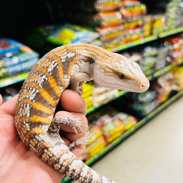 Magma Blue Tongue Skink