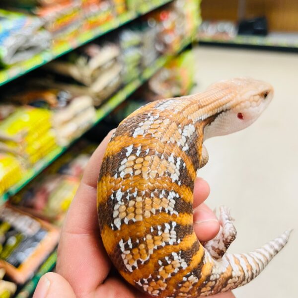 Magma Blue Tongue Skink - Image 2