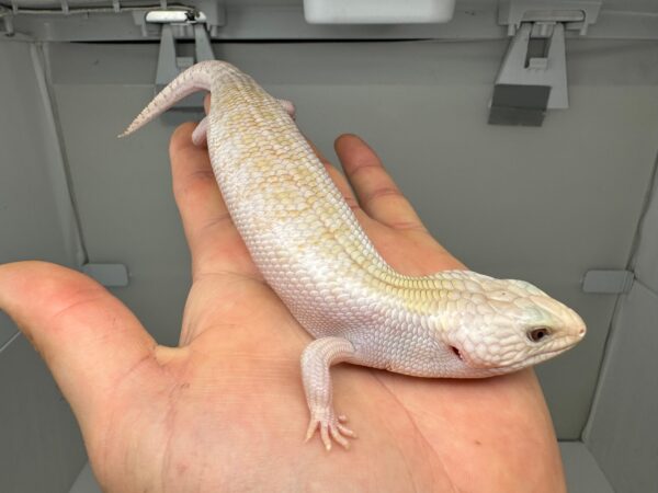 Ivory Northern Blue Tongue Skink - Image 3