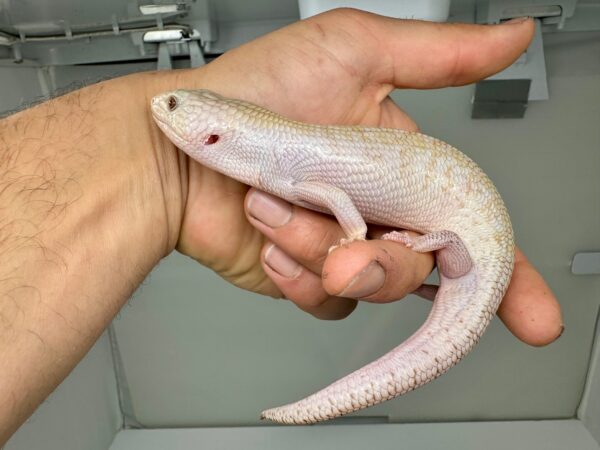 Ivory Northern Blue Tongue Skink - Image 2