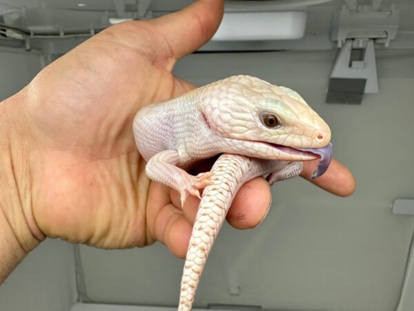 Ivory Northern Blue Tongue Skink