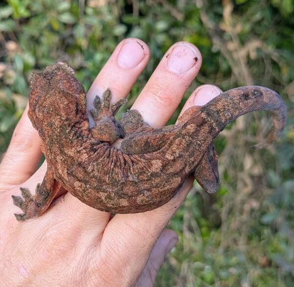 High Red Mainland Chahouha Gecko - Image 3