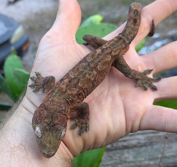 High Red Mainland Chahouha Gecko