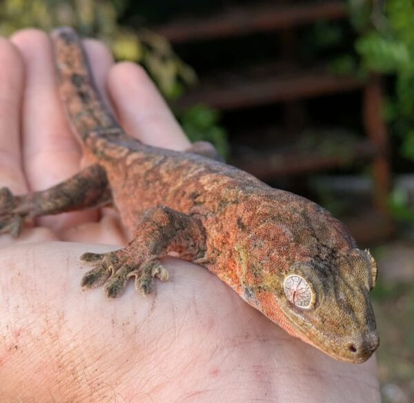High Red Mainland Chahouha Gecko - Image 4