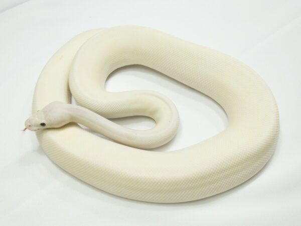 Ivory (Pos Banana Pastel Enchi Spider)