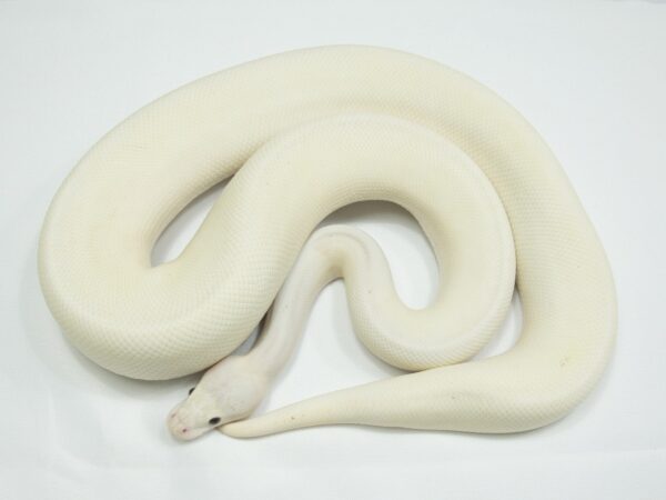 Ivory (Pos Banana Pastel Enchi Spider) - Image 3