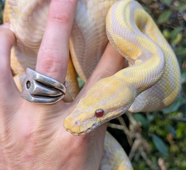 Candino Calico Ball Python - Image 3