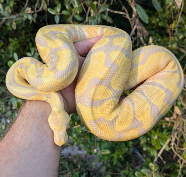 Candino Calico Ball Python