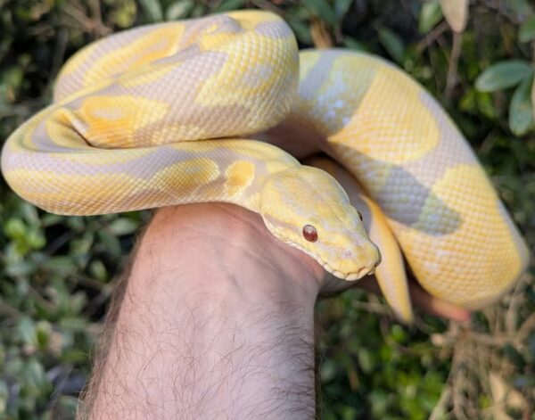Candino Calico Ball Python - Image 4
