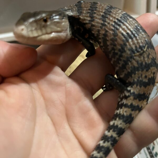 Adult Blue Tongue Skink