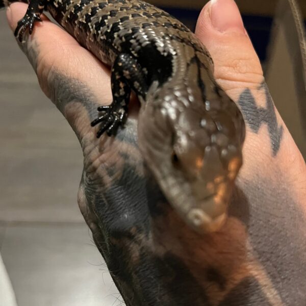 Adult Blue Tongue Skink - Image 3