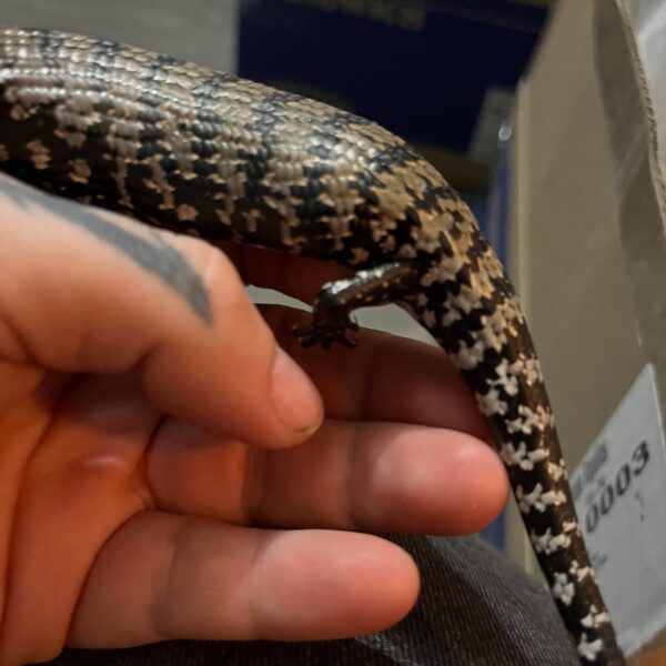 Adult Blue Tongue Skink - Image 2