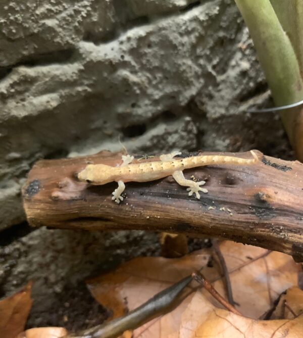 Mourning geckos - Image 4