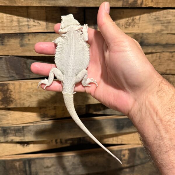 Hypo Zero Bearded Dragon
