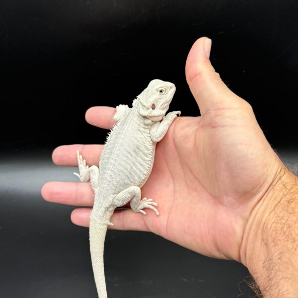 Hypo Zero Bearded Dragon - Image 3
