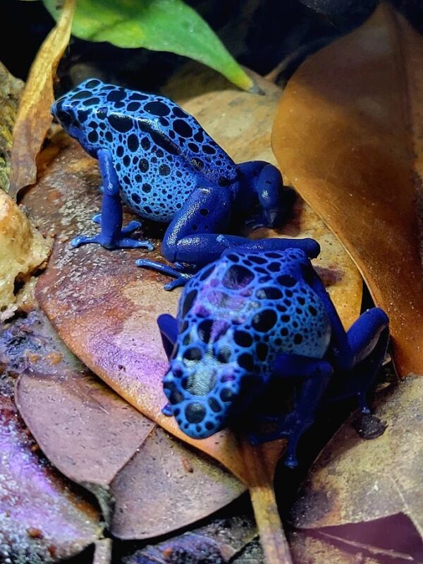 Azureus Dart Frogs Juvenile - Image 3