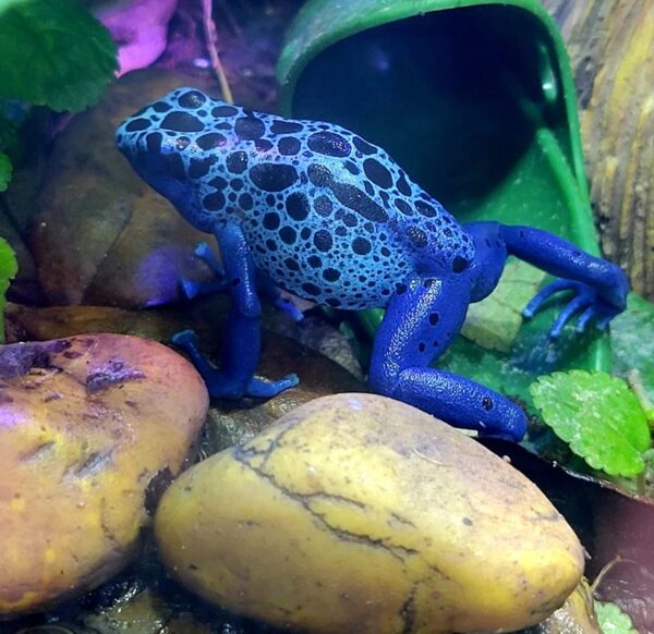 Azureus Dart Frogs Juvenile