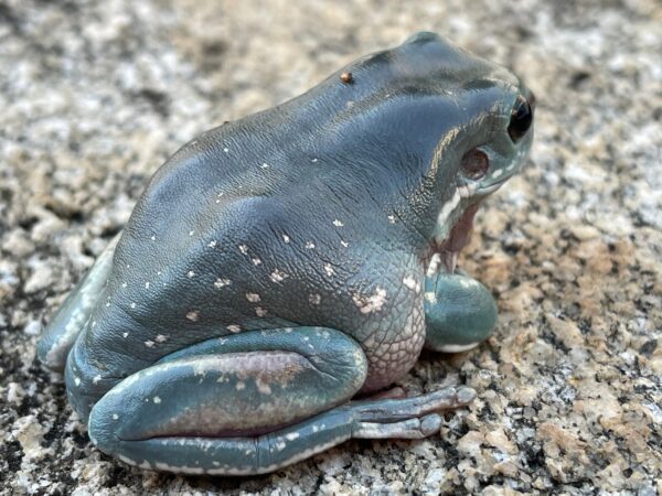 JellyLeg Blue Phase SF Subadult - Image 3