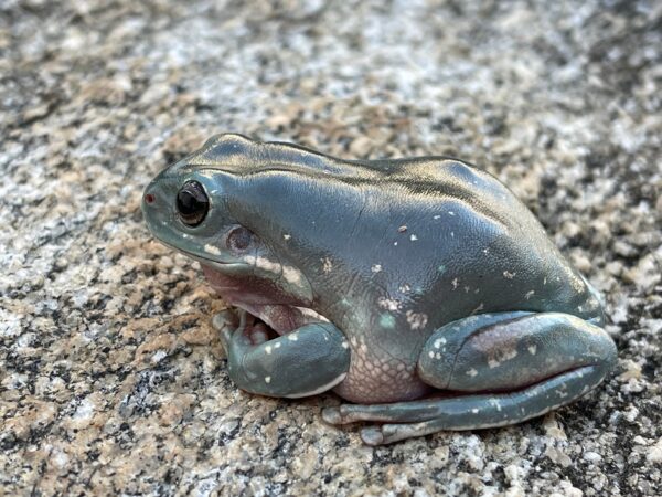 JellyLeg Blue Phase SF Subadult