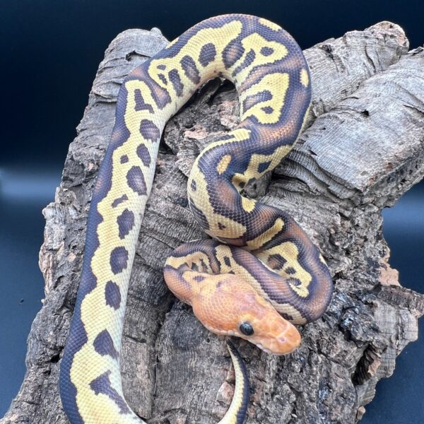 Mahogany Fire Leopard Clown