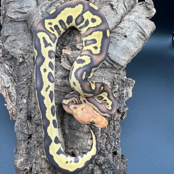 Mahogany Fire Leopard Clown - Image 4