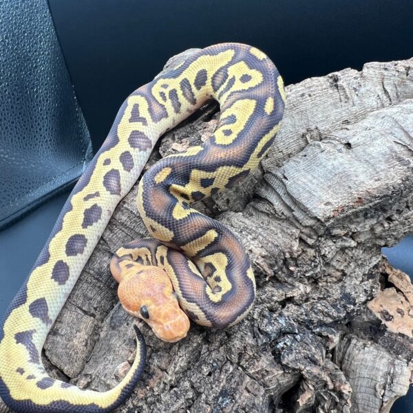 Mahogany Fire Leopard Clown - Image 3