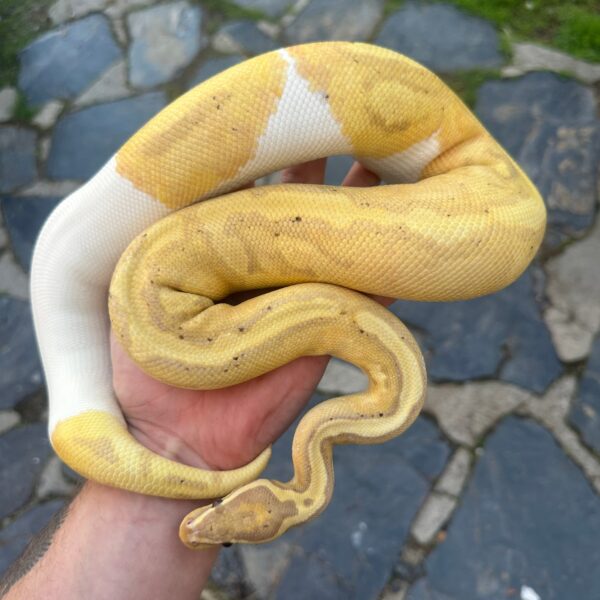 Coral Glow Enchi Leopard Pied - Image 3