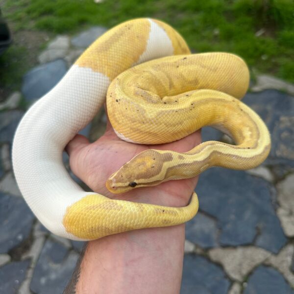 Coral Glow Enchi Leopard Pied