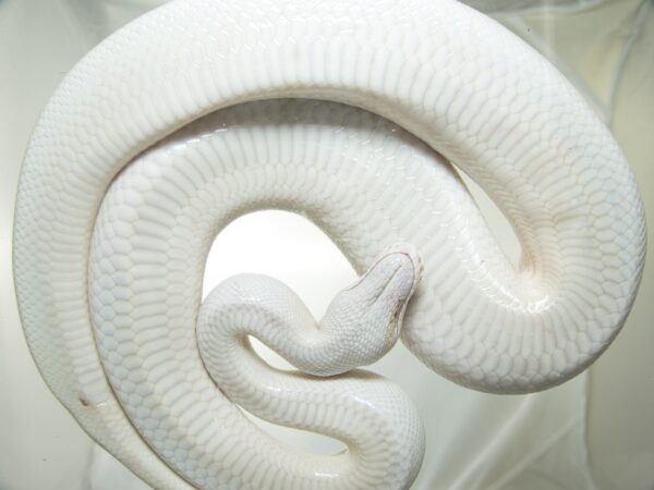 Ivory (Pos Banana Pastel Enchi Spider) - Image 2