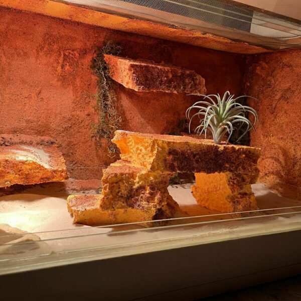 Terrarium - Image 3