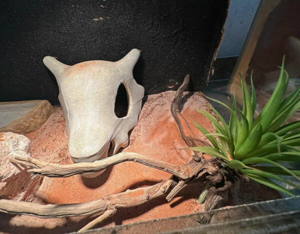 Terrarium - Image 3