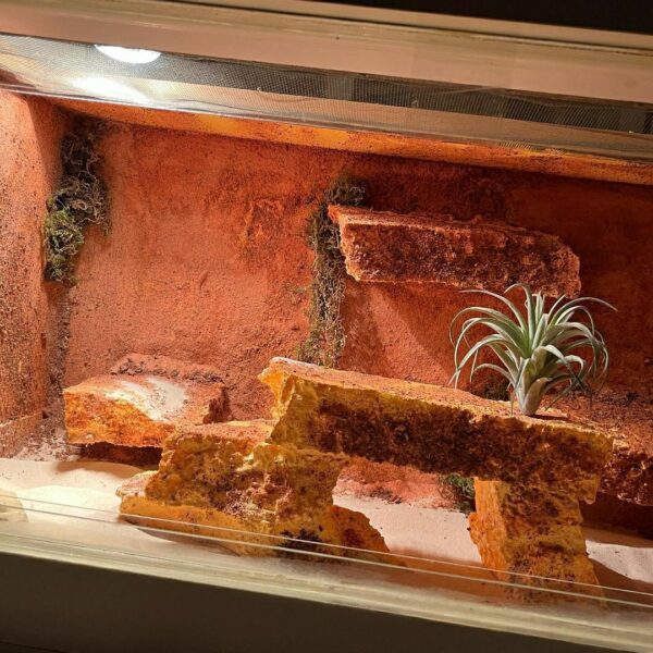 Terrarium - Image 4