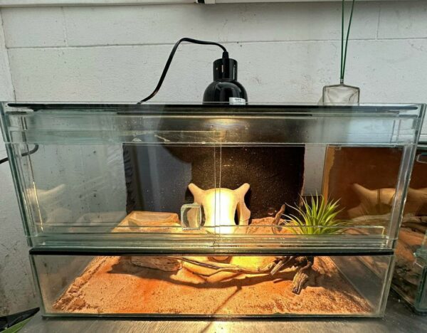 Terrarium - Image 4