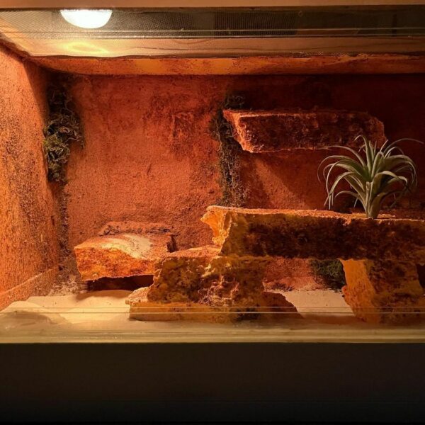 Terrarium - Image 5