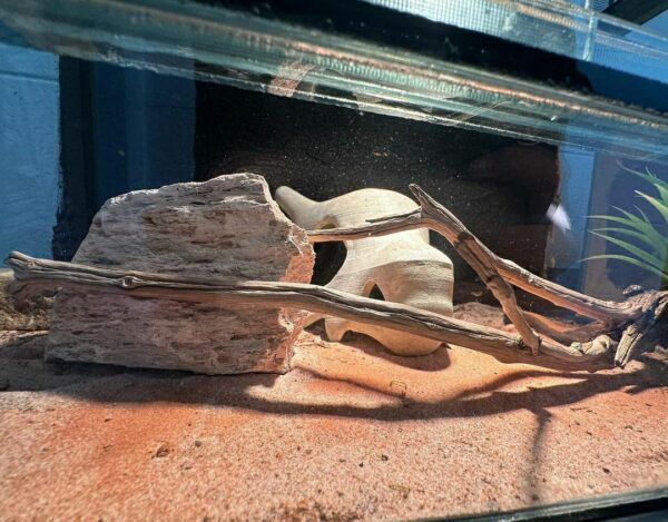 Terrarium - Image 5