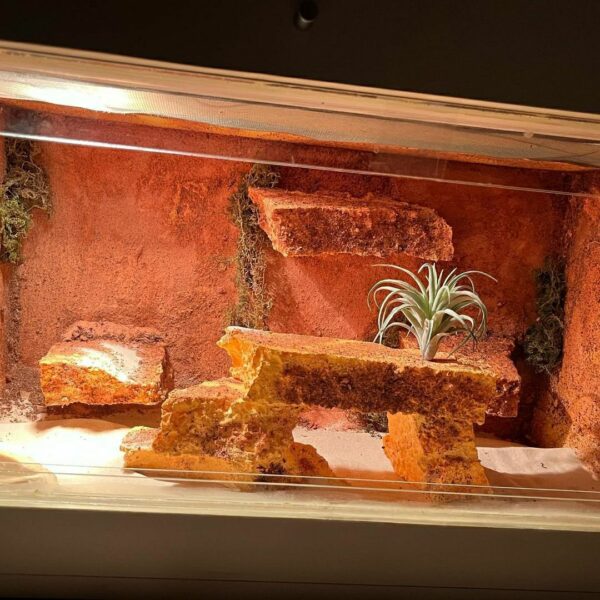 Terrarium - Image 6