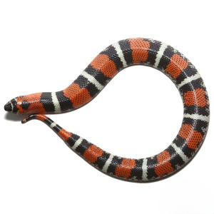 Tricolor Hognose Snake - Image 3